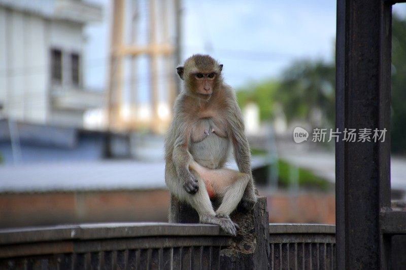 华富里猕猴和 Prang Sam Yot 寺